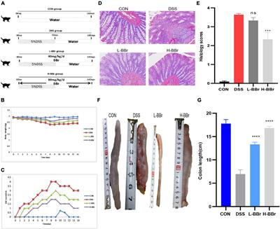 Therapeutic Mechanisms of Berberine to Improve the Intestinal Barrier Function via Modulating Gut Microbiota, TLR4/NF-κ B/MTORC Pathway and Autophagy in Cats